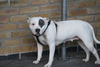 Portrait of dog standing against brick wall