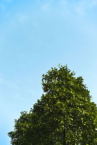 Low angle view of tree against sky