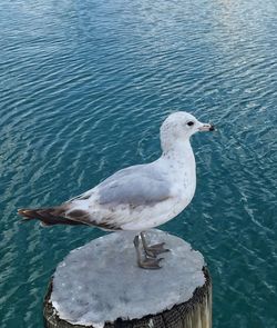 Close-up of bird in water