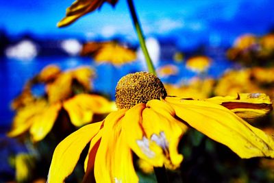 Close-up of yellow flower blooming against sky