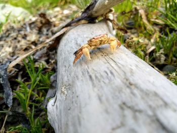 High angle view of insect on tree trunk