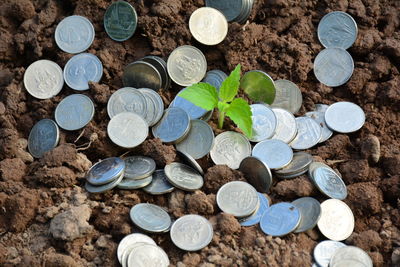 High angle view of seedling amidst coins on ground