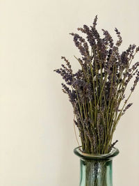 Close-up of potted plant against white background