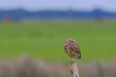 Close-up of bird perching on wooden post