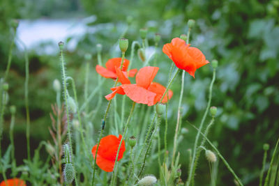 Close-up of orange poppy on field