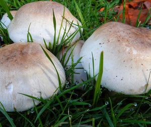 Close-up of mushroom growing on field