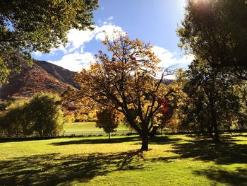 Trees in park against sky