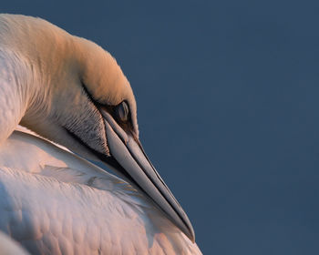 Low angle view of pelican against clear blue sky