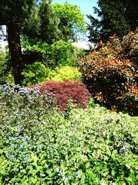 Plants growing on field