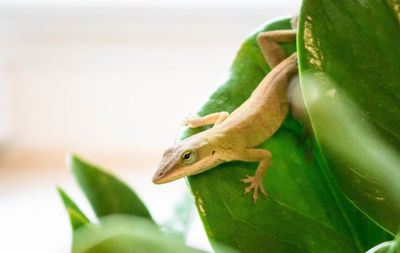 Close-up of a lizard