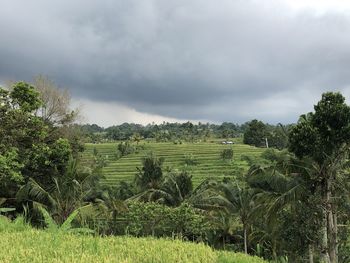 Scenic view of agricultural field against sky