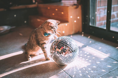 Cat playing with disco ball at home