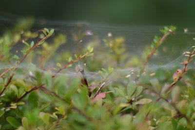 Close-up of plant growing on field