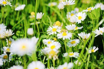 Close-up of white daisy flowers on field