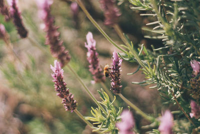 Close-up of insect on flower