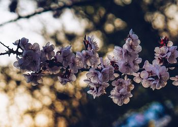 Close-up of flowers on tree