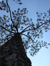 Low angle view of tree against sky