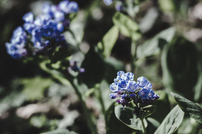 Close-up of purple flowering plant