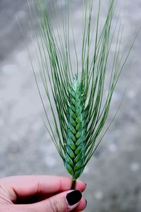 Close-up of cropped hand holding plant