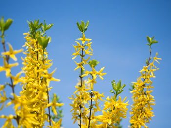 Low angle view of yellow flowering plant against clear blue sky