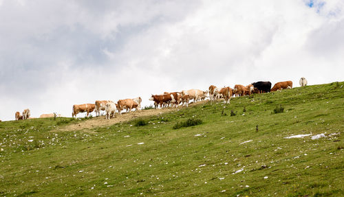 Cattle grazing on field against sky