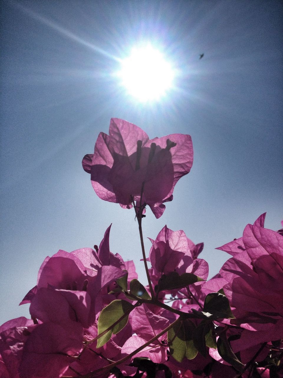 flower, petal, fragility, freshness, beauty in nature, growth, low angle view, sun, nature, sunlight, flower head, leaf, close-up, sunbeam, blooming, sky, pink color, plant, in bloom, day
