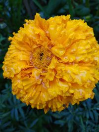 Close-up of yellow marigold blooming outdoors