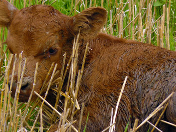 Close-up of sheep on grass