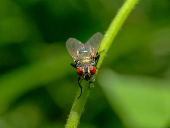 Close-up of fly on leaf