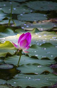 Close-up of lotus water lily in pond