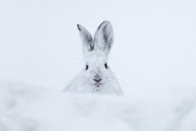 Close-up portrait of rabbit on snow covered field