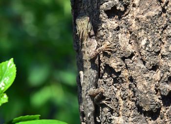 Close-up of lizard on tree trunk