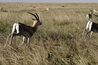 Deer standing on field