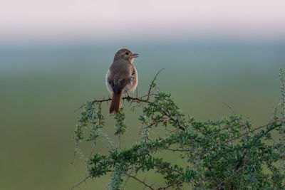 Bird perching on a tree