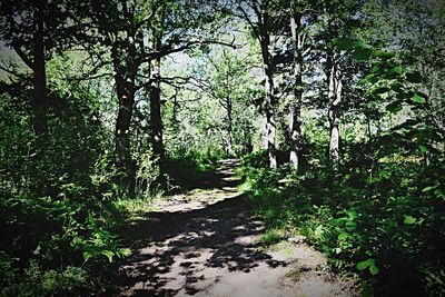 Dirt road amidst trees in forest