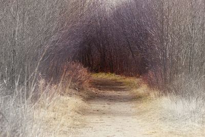 Dirt road along trees