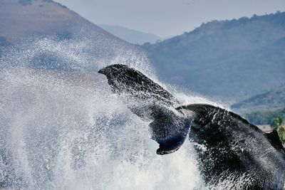 Whale tail splashing water against mountains