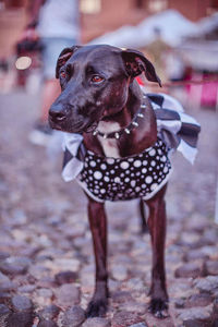 Close-up of dog looking away