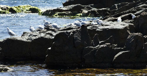 Panoramic shot of rocks on sea shore