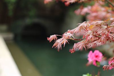 Close-up of pink flowers