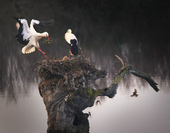 Stork reaching the nest on a tree