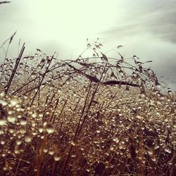 Plants against cloudy sky