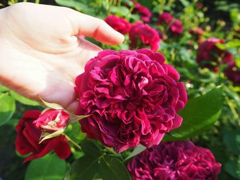 Close-up of hand holding pink rose