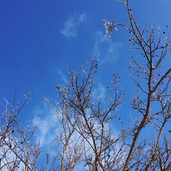 Low angle view of tree against blue sky