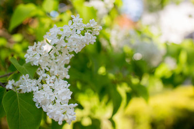Close-up of white flowers blooming outdoors