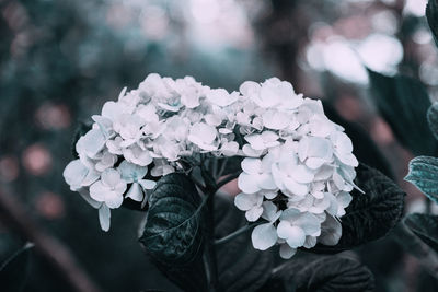 Close-up of white rose