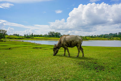 Horses grazing in a field