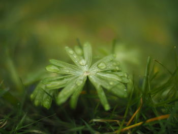 Close-up of wet plant