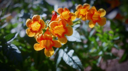 Close-up of orange flowering plant