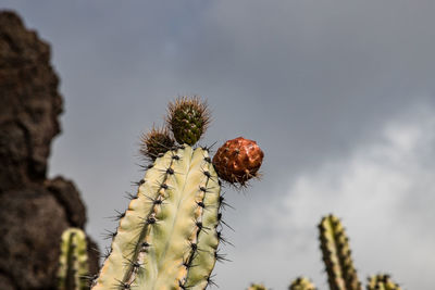 Low angle view of plant against sky